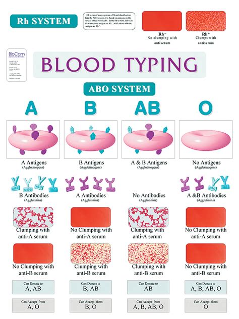 The Importance of Blood Typing